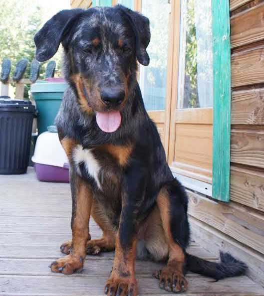 domainedelalicorne.fr Elevage de beauceron chiot beauceron pure race élevage du clos de la licorne elevage des gardiens de la licorne elevage beauceron noir et feu authentique gros gabarits élevage de Beauceron familial sérieux et qualité domainedelalicorne.fr suivi des chiots conseil d’éducation chiot propre bas rouge santé caractère spécialiste du beauceron noir et feu ou arlequin chien rustique berger de France  nos chiots sont élevés avec amour et attention notre passion au service de la qualité Beauceron de qualité et sportif domaine de la licorne 04380 BARRAS élevage en liberté éleveur berger de beauce élevage de beauceron de travail 
